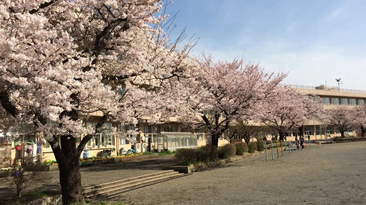 桜が満開の校庭と、その奥に建つ小学校の校舎